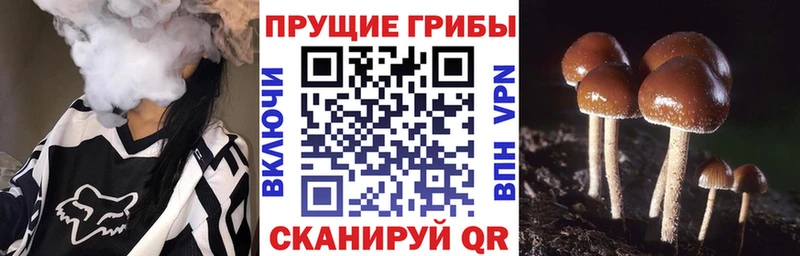 Псилоцибиновые грибы Psilocybine cubensis Кочубеевское
